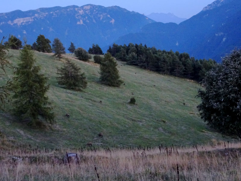 Rupicapra rupicapra.....dal Trentino Alto Adige